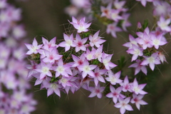 Calytrix glutinosa