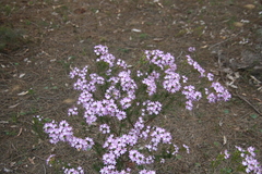 Calytrix glutinosa