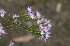 Calytrix glutinosa