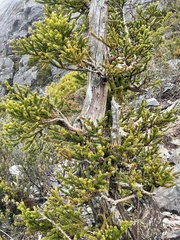 Athrotaxis selaginoides