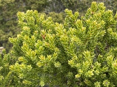 Athrotaxis selaginoides