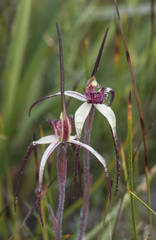 Caladenia dienema