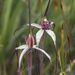 Caladenia dienema - Photo (c) Keith Martin-Smith, some rights reserved (CC BY-NC-SA), uploaded by Keith Martin-Smith