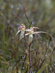 Caladenia dienema