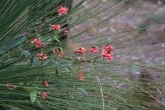 Kennedia coccinea