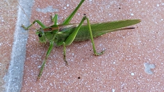 Tettigonia viridissima