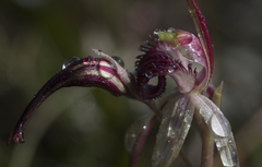 Caladenia dienema