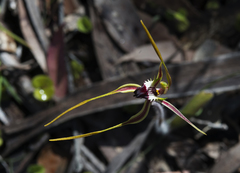 Caladenia dilatata