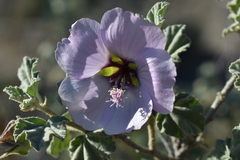 Malva subovata