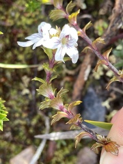 Euphrasia striata