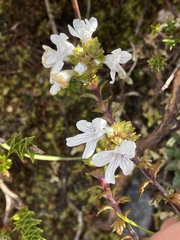 Euphrasia striata
