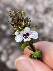 Euphrasia striata