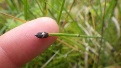 Equisetum variegatum variegatum