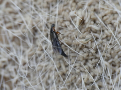 Philonthus marginatus