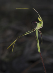 Caladenia dilatata