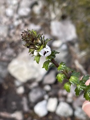 Euphrasia striata