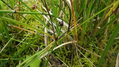 Equisetum variegatum variegatum