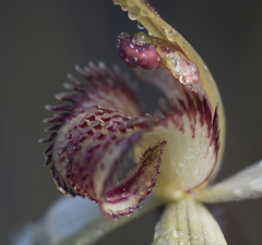 Caladenia dienema