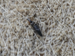 Philonthus marginatus