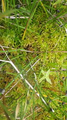 Equisetum variegatum variegatum