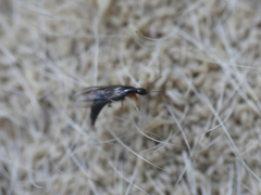 Philonthus marginatus