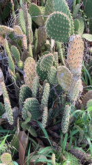 Opuntia puberula