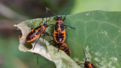 Tropidothorax sternalis