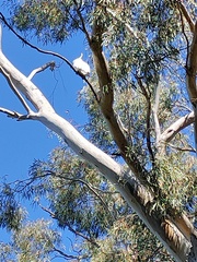 Cacatua galerita galerita