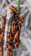 Tropidothorax sternalis