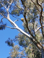 Cacatua galerita galerita