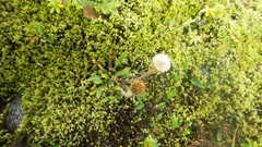 Erigeron borealis