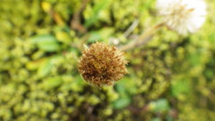 Erigeron borealis