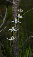 Caladenia gracilis