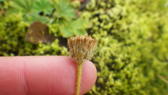 Erigeron borealis