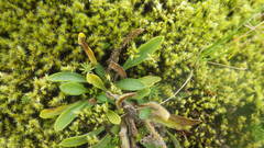 Erigeron borealis