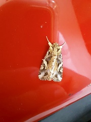 Spodoptera litura