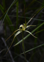 Caladenia helvina