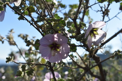 Malva subovata