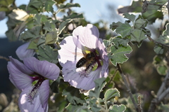 Malva subovata