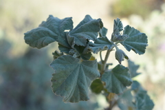Malva subovata