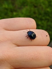 Chrysolina haemoptera