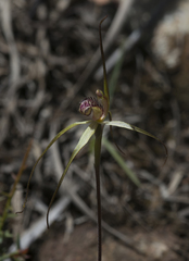 Caladenia helvina