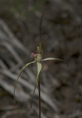 Caladenia helvina