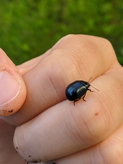 Chrysolina haemoptera