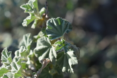 Malva subovata