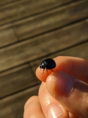 Chrysolina haemoptera