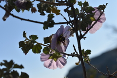 Malva subovata