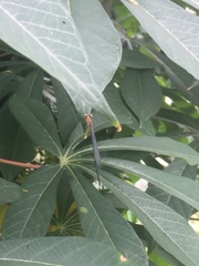 Pseudagrion ustum