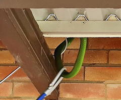 Dendroaspis angusticeps