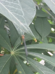 Pseudagrion ustum